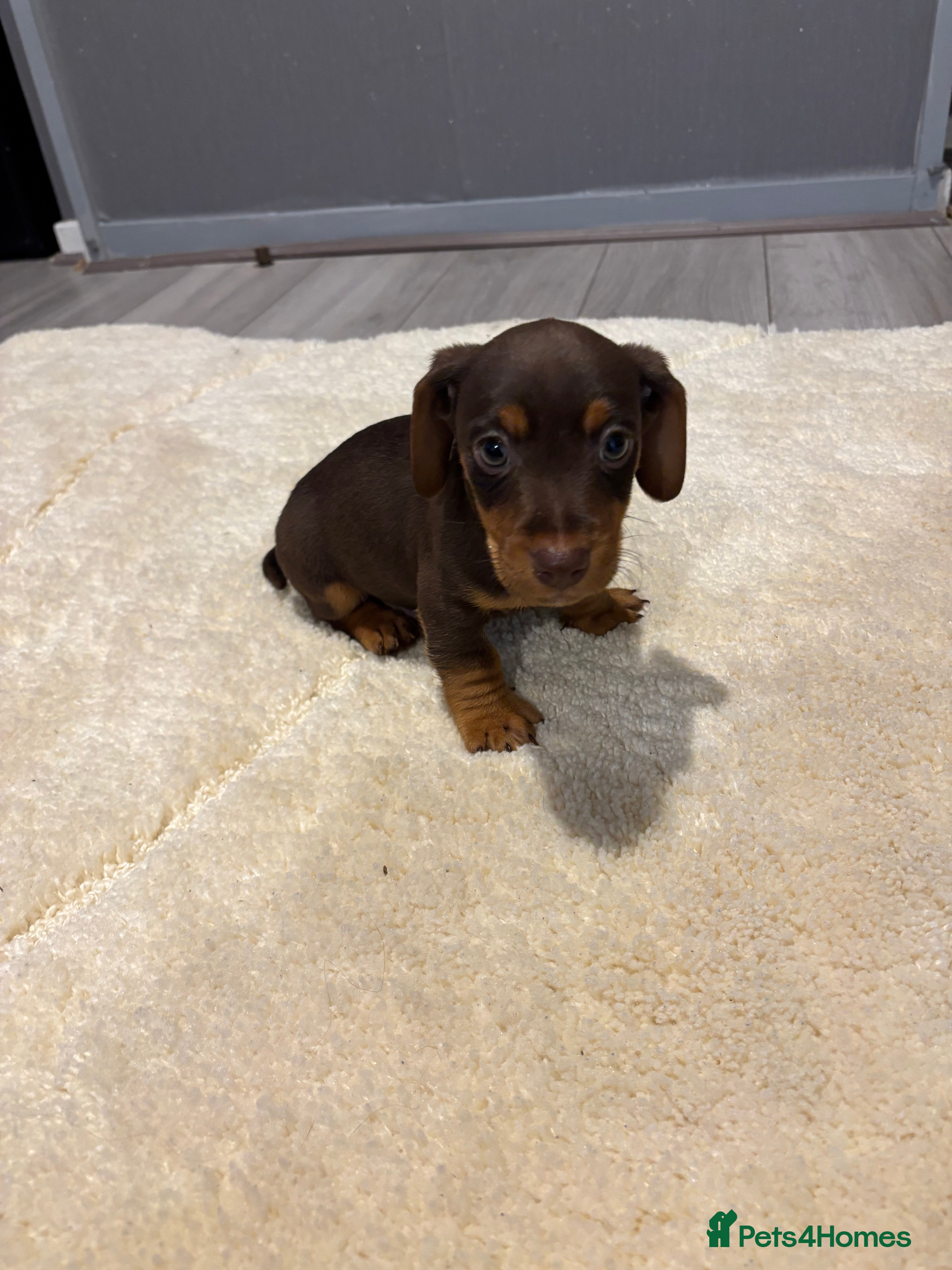 Jackshund dogs Last boy miniature dachshund x jack Russel puppy in Basingstoke - Advert 9