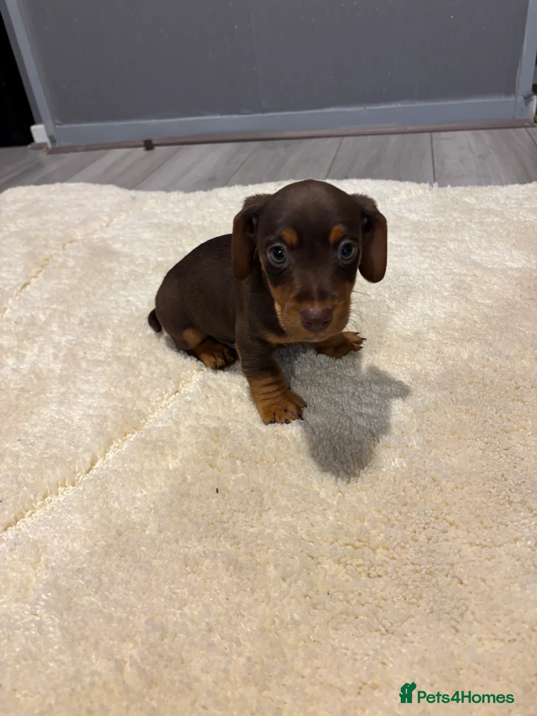Jackshund dogs for sale: Last boy miniature dachshund x jack Russel puppy in Basingstoke - Advert 1