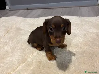 Jackshund dogs Last boy miniature dachshund x jack Russel puppy in Basingstoke - Advert 9