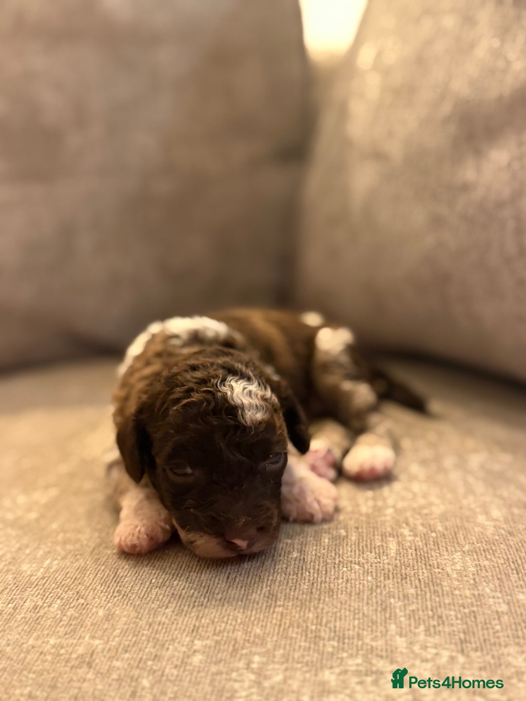 Cavapoo dogs for sale: Adorable Cavapoo Puppies – Ready for Loving Homes - Image 12
