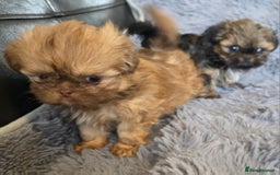 Shih Tzu dogs for sale: Ready now small/tiny Rare Brindle Imp Shih Tzu - Image 25