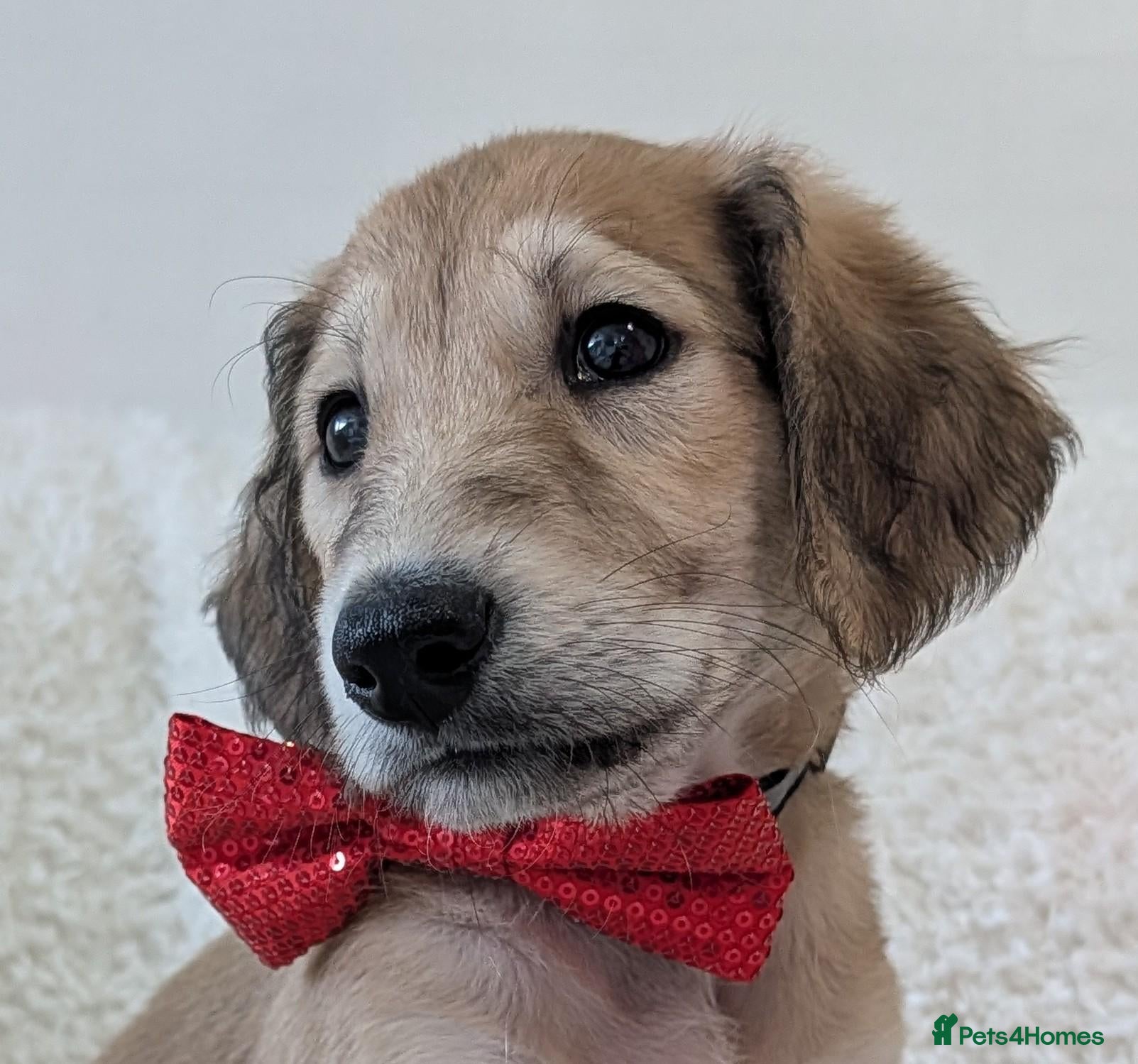 Saluki dogs Stunning Saluki Boy - Advert 1