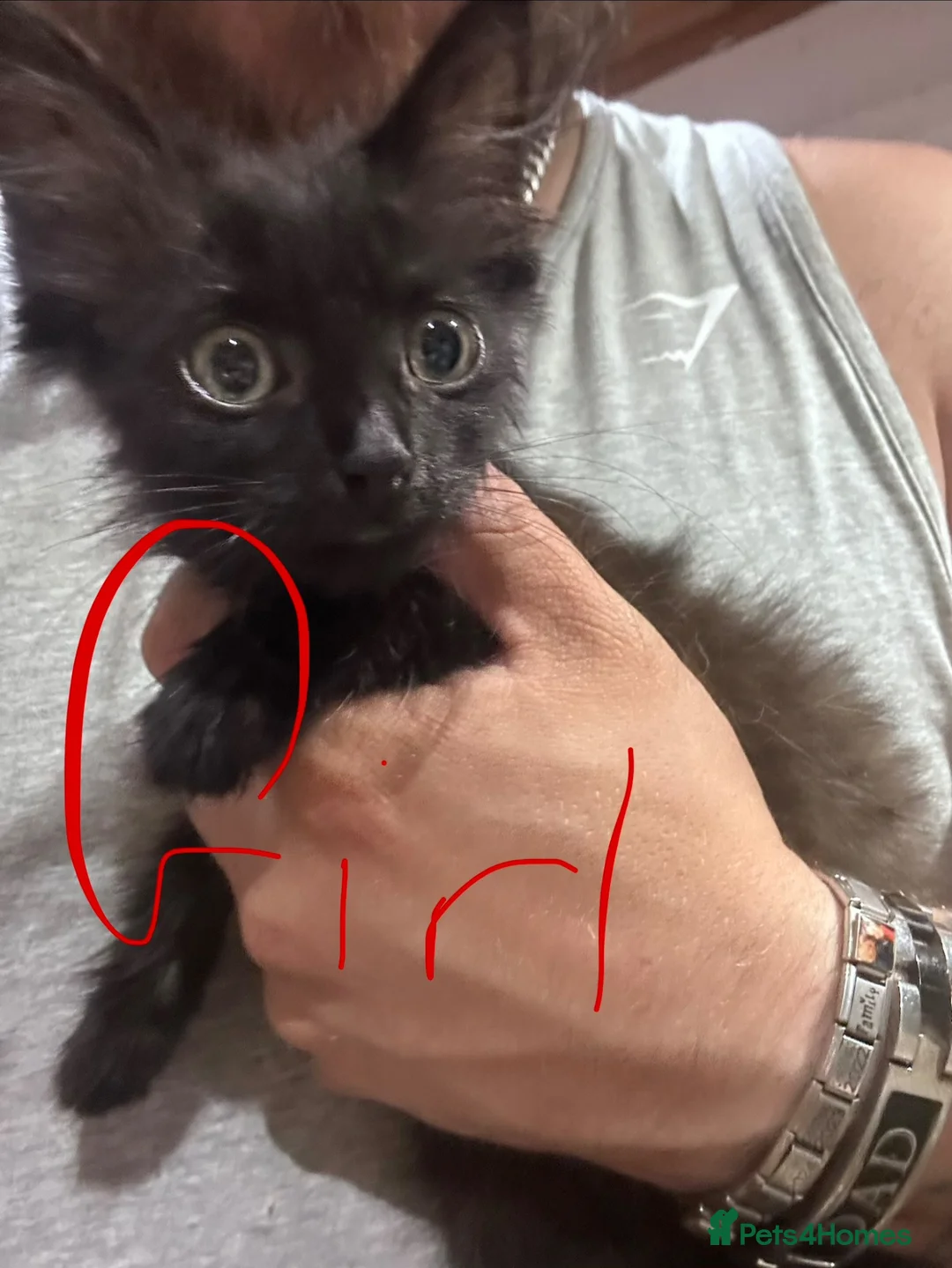 Mixed Breed cats for sale: 2 bengal cross kittens & 2 black kittens for sale - Advert 2
