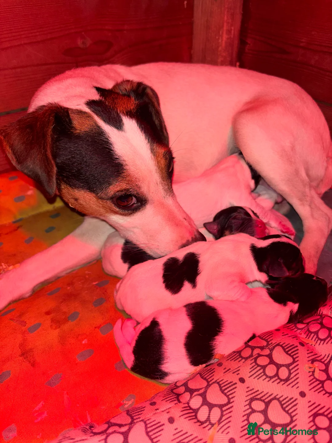 Jack Russell dogs for sale: Lovely small jack Russell pups  - Advert 2