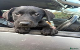 Labrador Retriever dogs for sale: ⭐️READY TO GO NOW⭐️KC Reg Labrador Puppies  - Image 2