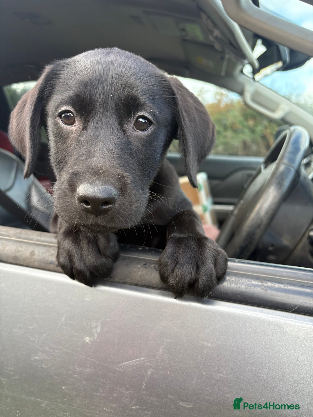 Labrador Retriever dogs for sale: ⭐️READY TO GO NOW⭐️KC Reg Labrador Puppies  - Image 2