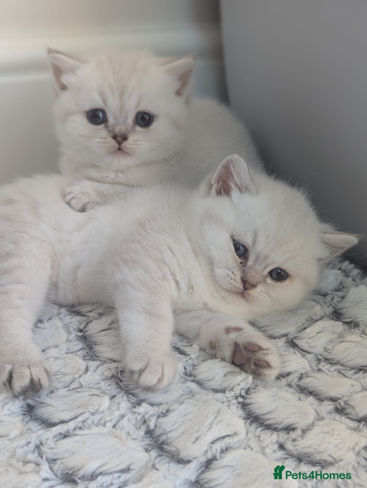 British Shorthair cats Beautiful British shorthair kittens - Advert 1