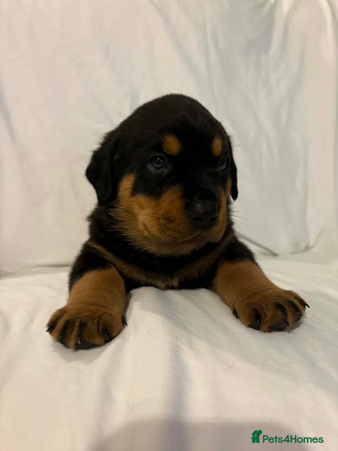 Rottweiler dogs for sale: Stunning Rottweiler puppies - Advert 20