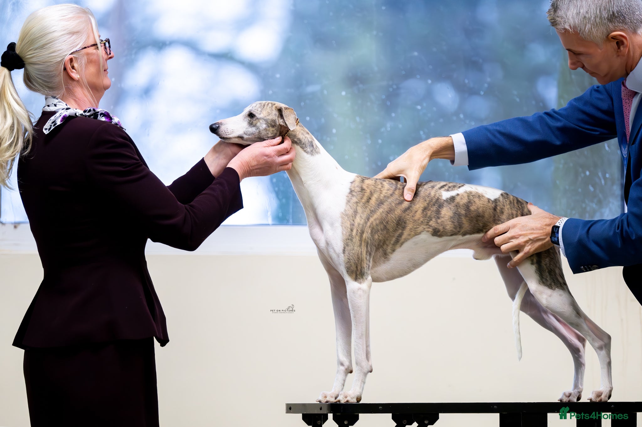 Whippet dogs KC registered Whippet Stud Available  - Advert 8