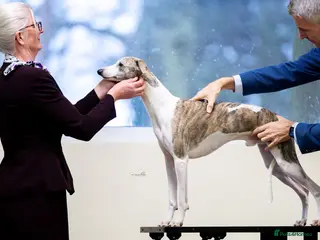 Whippet dogs KC registered Whippet Stud Available - Advert 8