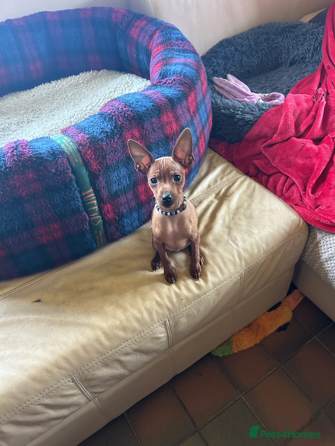 Miniature Pinscher dogs for sale: Stunning KC Miniature Pinscher puppies - Advert 2