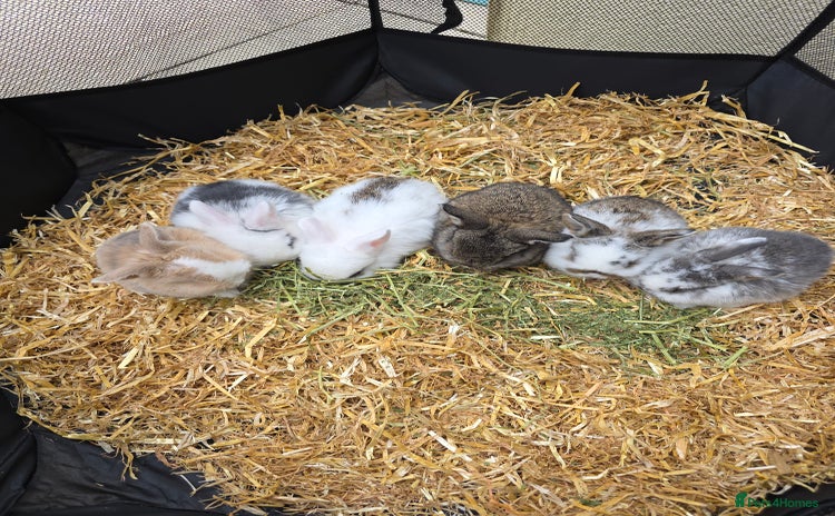 Mini Lop rabbits - Advert 10