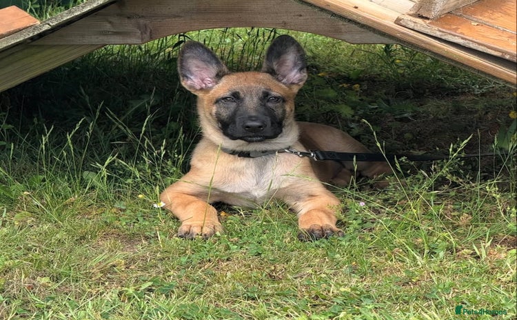Mixed Breed dogs - Advert 4