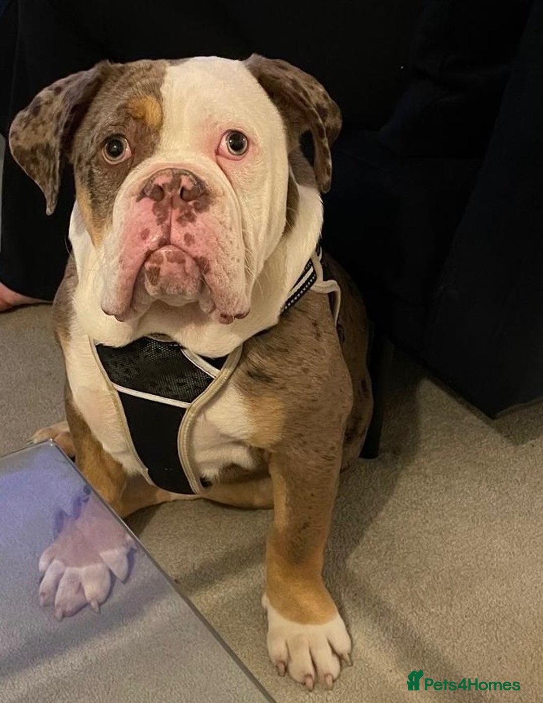 Mixed Breed dogs for sale: Old English bulldog  - Image 1