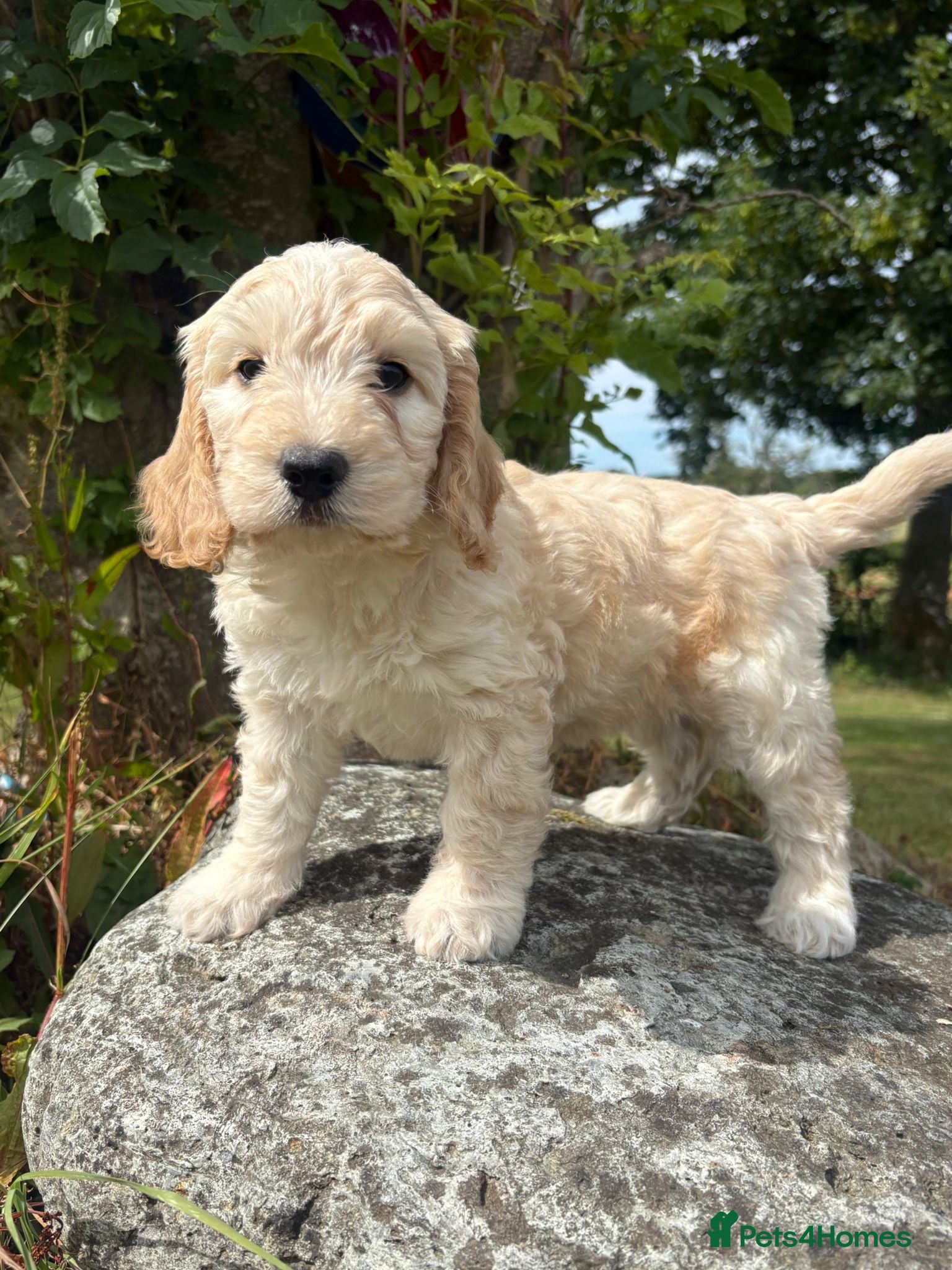 Cockapoo dogs Gorgeous F1 Cockapoo  - Advert 1