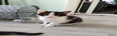 Domestic Shorthair 4