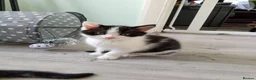 Domestic Shorthair cats for sale: Stunning litter of 4 - Advert 17