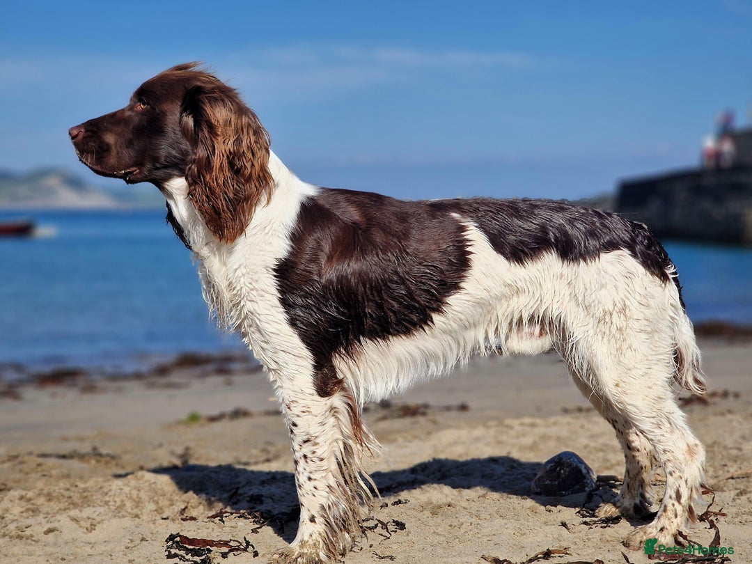 English Springer Spaniel dogs for sale: Springer Spaniel Puppies for sale  - Image 12