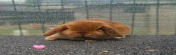 Mini Lop rabbits for sale: Vaccinated Mini Lops  - Advert 3
