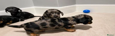 Dachshund 4