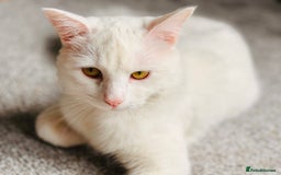 Turkish Van cats for sale: Cosmo Male white cat - Image 5