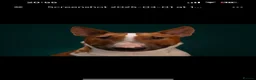 English Bull Terrier dogs for stud: Reggie  - Advert 10