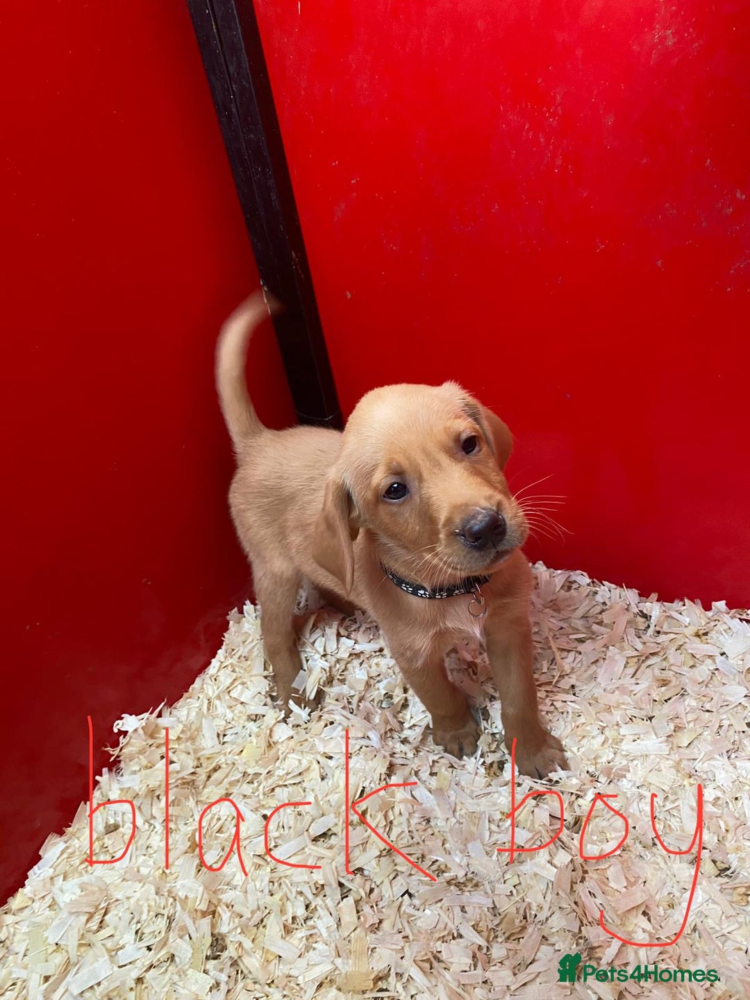 Labrador Retriever dogs for sale: Labrador Fox Red - Image 9