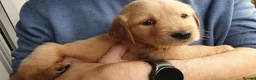 Golden Retriever dogs for sale: 8 Golden Retriever puppies for sale. - Advert 17