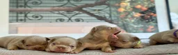 French Bulldog dogs for sale: New Shade KC Registered French Bulldog Puppies - Advert 2