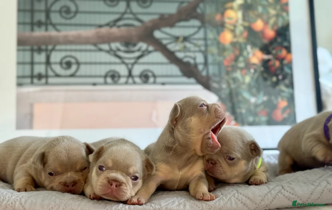 French Bulldog dogs for sale: New Shade KC Registered French Bulldog Puppies - Advert 2