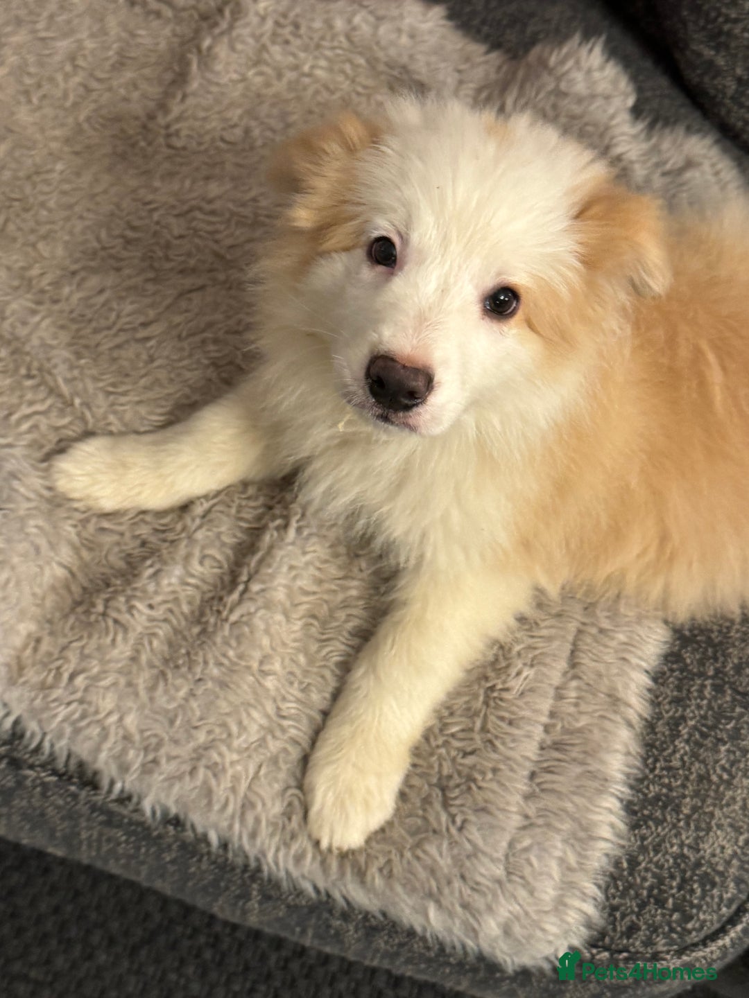 Border Collie dogs for sale: Pure Bred Border Collie Puppies For Sale - Advert 40