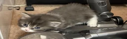 Mixed Breed cats for sale: Adorable Fluffy Kittens for Sale 6-8 in Nottingham - Advert 5