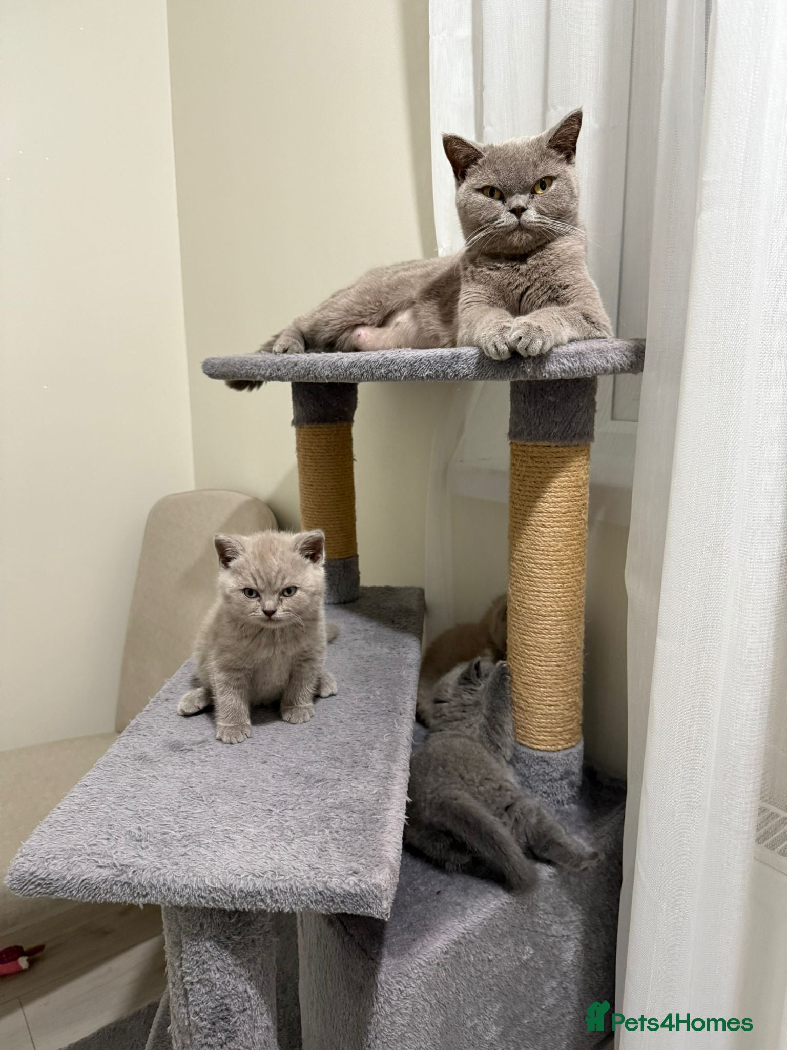 British Shorthair cats British shorthair kitten - Advert 7