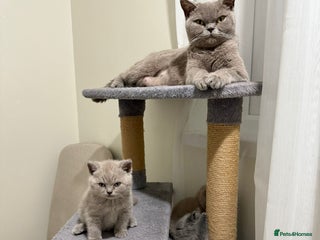 British Shorthair cats British shorthair kitten - Advert 1