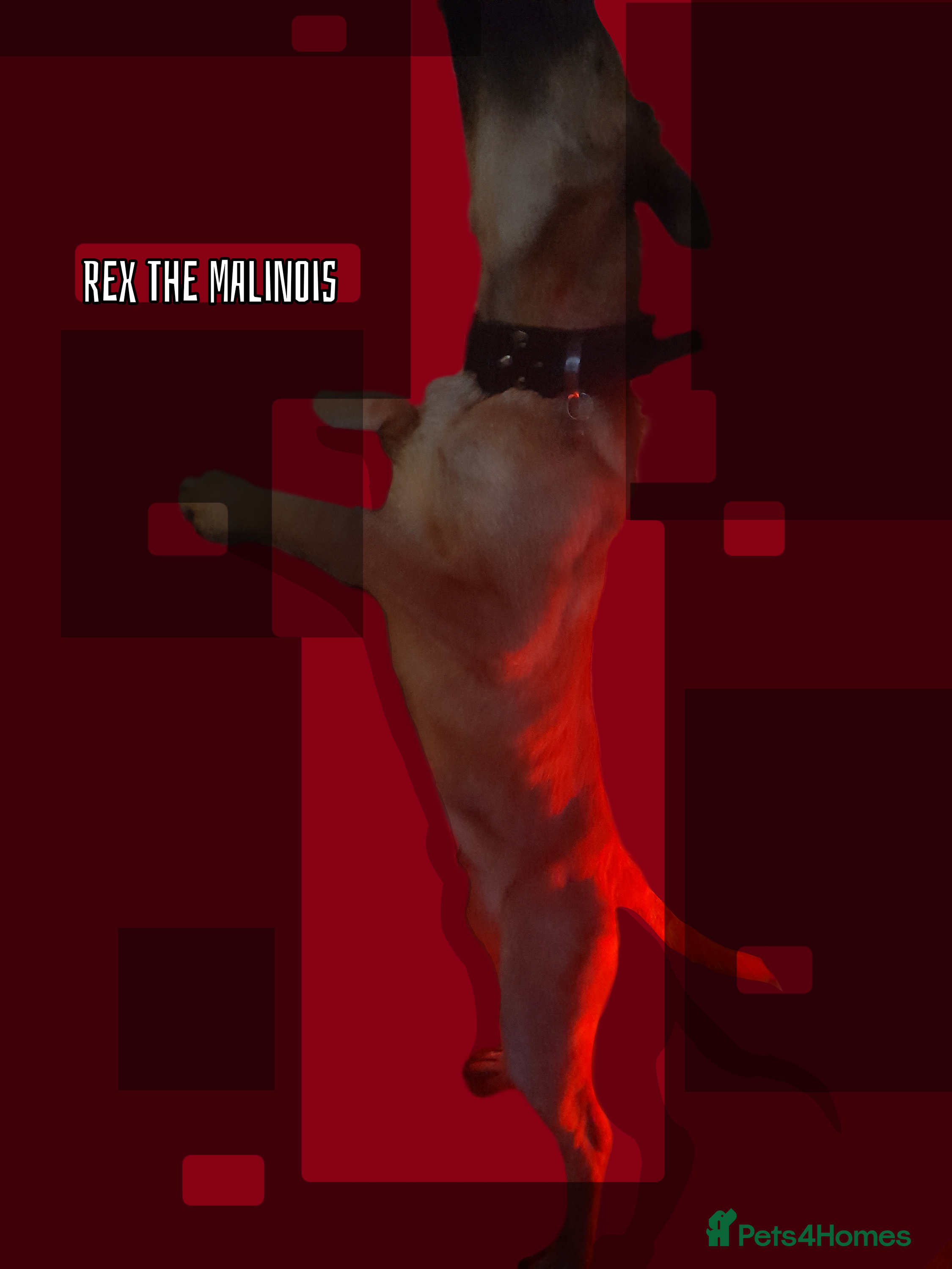 Belgian Shepherd Dog dogs Rex the malinois - Advert 18