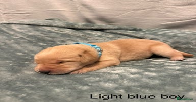 Labrador Retriever dogs - Advert 16