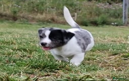 Jack Russell dogs for sale: Jack Russell Pups REDUCED - Image 32