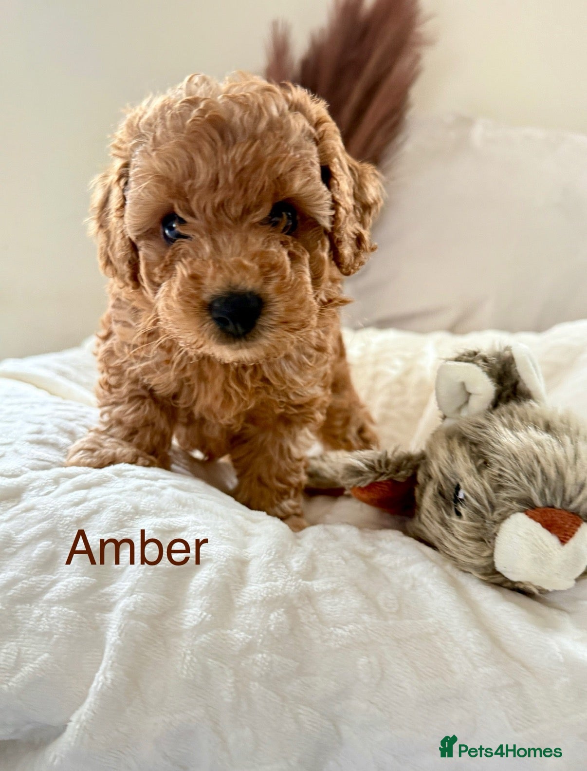Toy Poodle dogs AVAILABLE NOW/KC registered/DNAclear - Advert 1