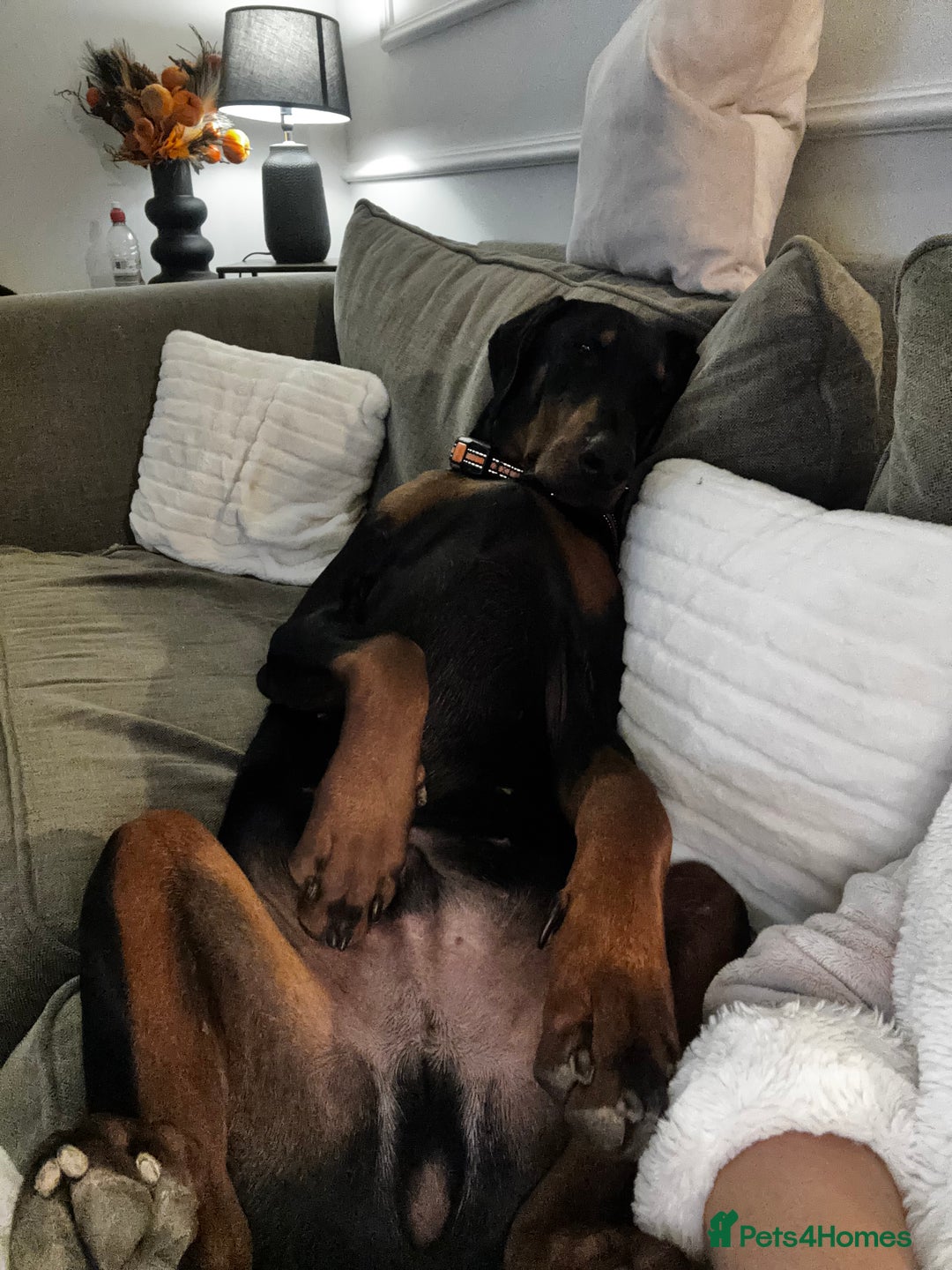 Dobermann dogs for sale: Walter - Advert 4