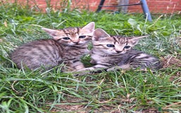 Mixed Breed cats for sale: Half Bengal kittens  - Image 3