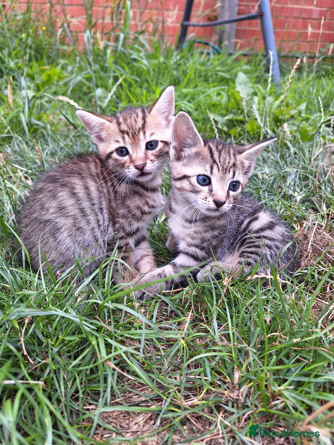 Mixed Breed cats for sale: Half Bengal kittens  - Image 3