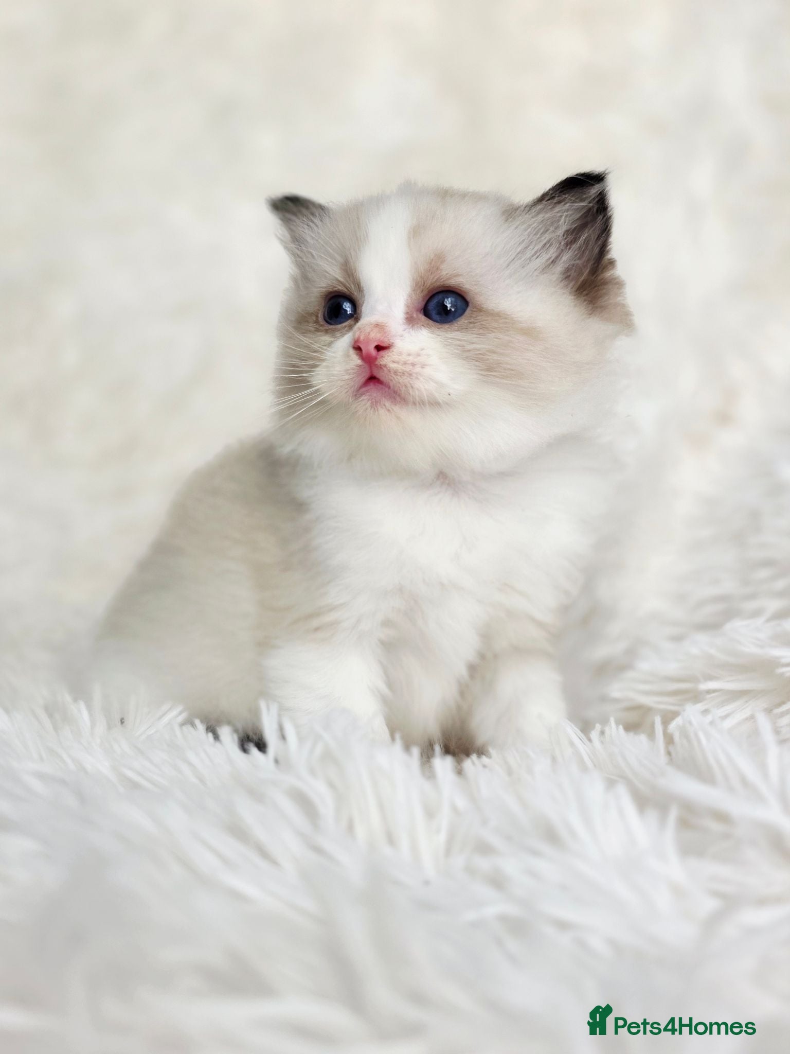 Ragdoll cats 4 European babies. Champion lines. Tica registered - Advert 1