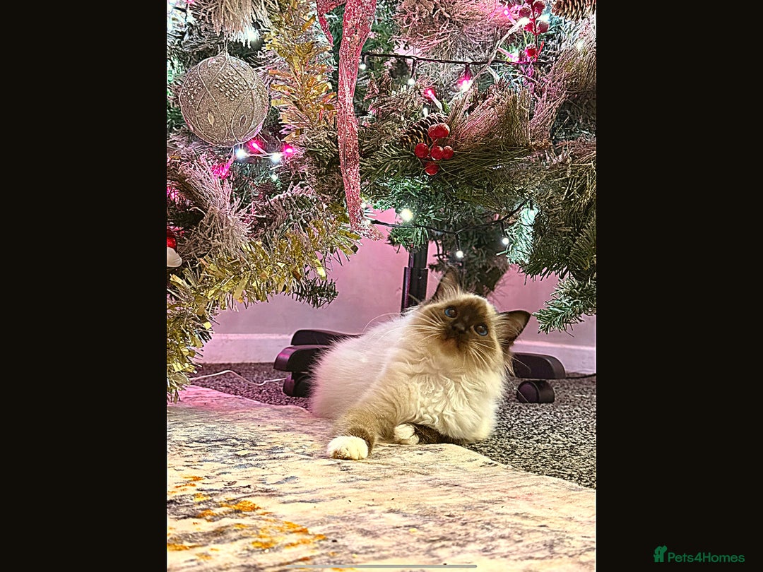 Ragdoll cats for sale: Stunning Ragdoll kittens READY TO COLLECT TODAY - Advert 2