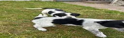 Mixed Breed dogs for sale: Australian cattle dog X Collie Greyhound  - Advert 4