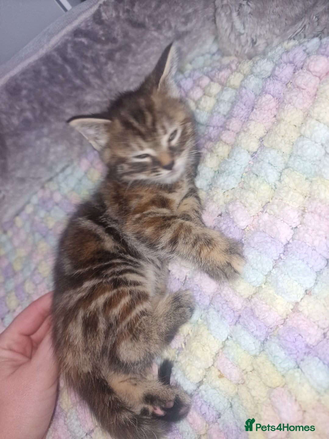 Bengal cats for sale: Stunning bengal X kittens - Image 12