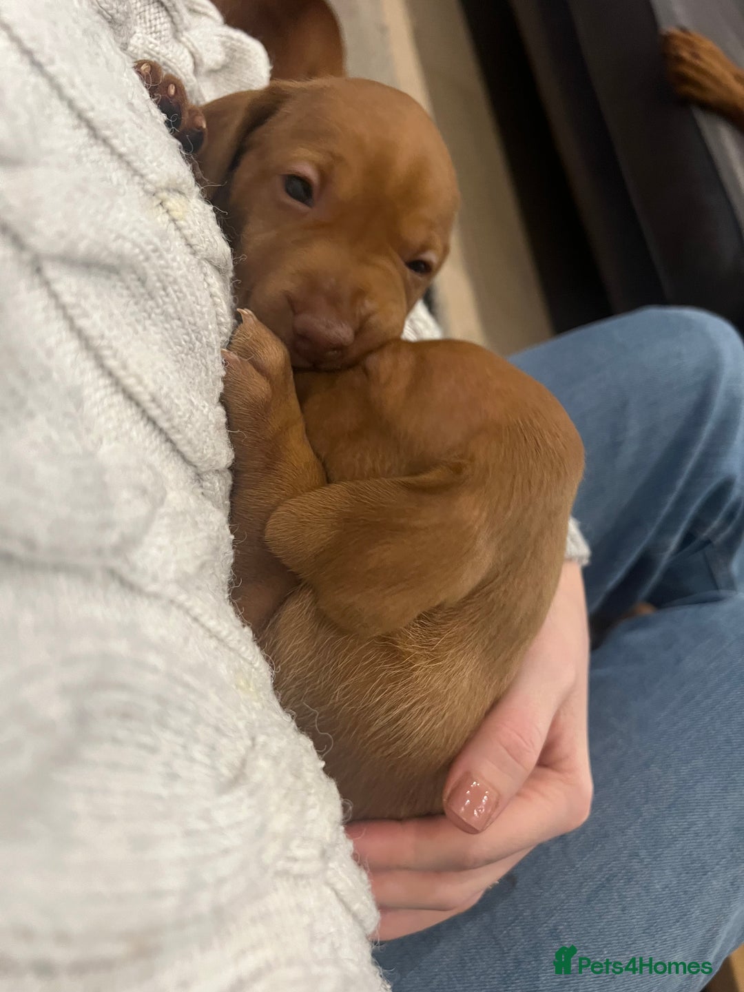 Hungarian Vizsla dogs for sale: Hookside x Skyrocket - Advert 12