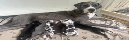 Great Dane dogs for sale: Great Dane litter waiting list announcement  - Advert 6