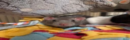 Rat rodents for sale: Two male rats (read description please) in Poole - Advert 7