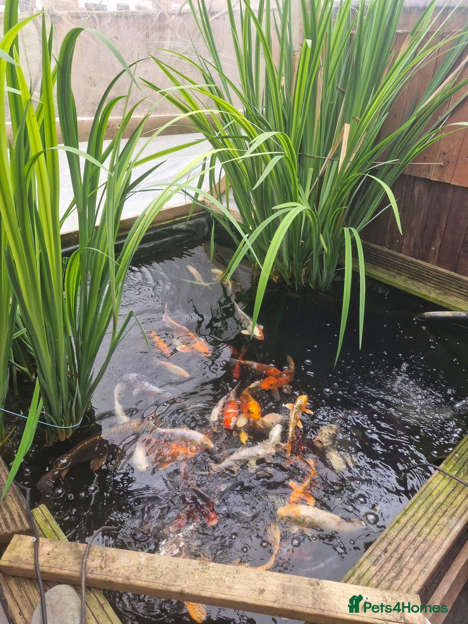 Koi Carp fish Koi carp various sizes - Advert 3