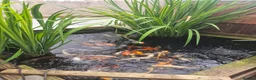 Koi Carp fish for sale: Koi carp various sizes - Advert 1